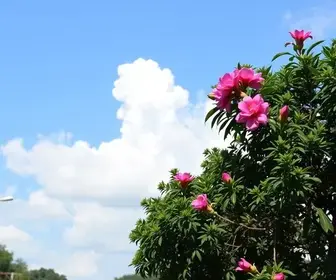 Dia D do Outubro Rosa