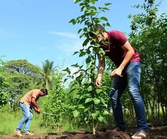 Cuiabá supera mil árvores plantadas em outubro