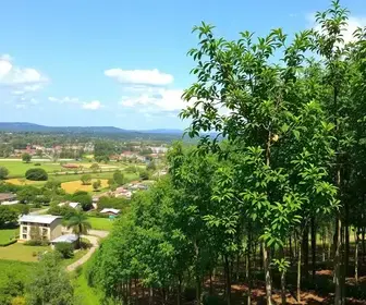 Cuiabá ultrapassa mil árvores plantadas com novo plantio