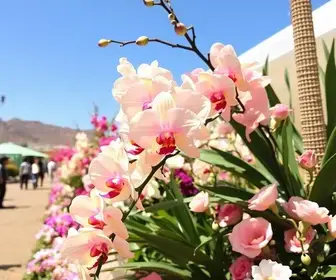 Festival de Orquídeas e Rosas do Deserto